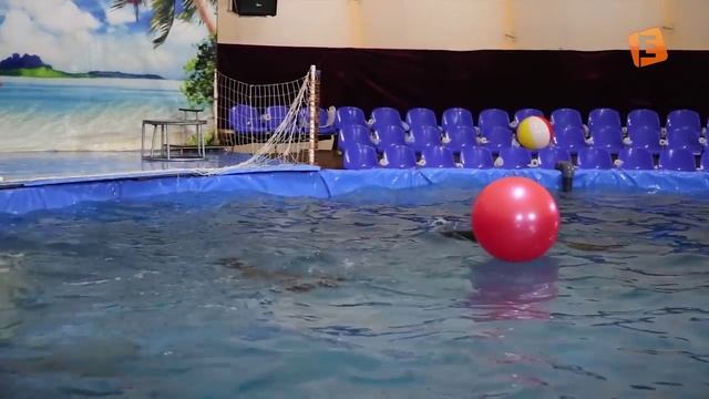 На тренировке морских котиков в Солигорске смотреть онлайн