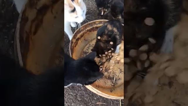 Супер кот премиум класса корм для кошек и котов смотреть онлайн