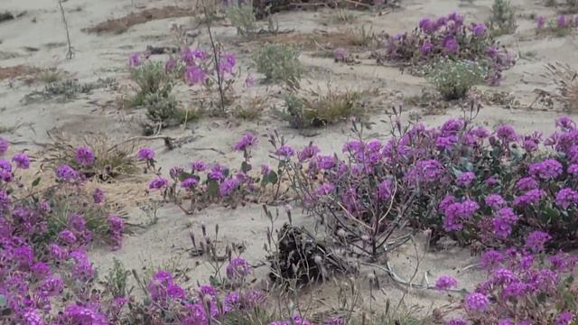 Sand Verbena- Anza Borrego March 2023 смотреть онлайн