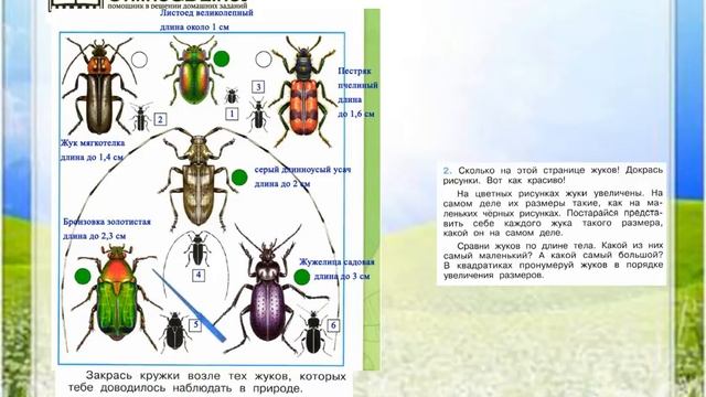 Задание 2 Кто такие насекомые? - Окружающий мир 1 класс (Плешаков А.А.) 1 часть смотреть онлайн