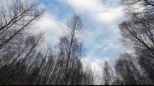 Весенняя охота на Вальдшнепа (2023) Кировский район Калужской области. смотреть онлайн