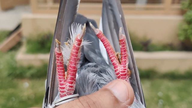 ch sher afgan SB ka diamond 💎 teddy pigeon смотреть онлайн