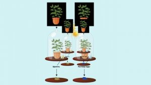 Воздушное питание растений - фотосинтез (6 класс)