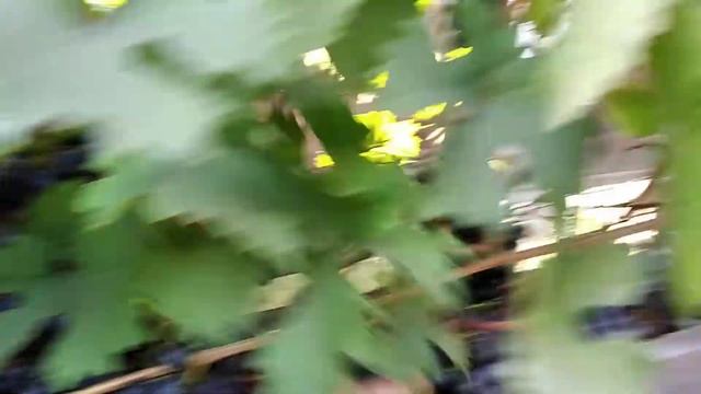 Виноград "Муромец" в Алтайском крае на 06.09.21г. 15-18 брикс. смотреть онлайн