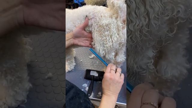 Особенности ухода за шерстью Бишона смотреть онлайн