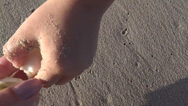 Собираем ракушки на пляже // Доминикана День 4 // Collecting Sea Shells On The Beach In Dominicana
