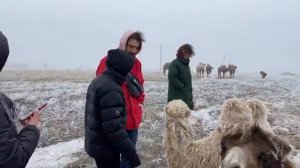 Поздравляем с наступающим Новым годом «верблюжий остров» верхом на верблюдах по всей Элисте 💪