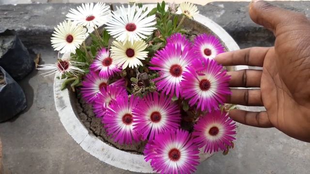 Ice Plant Flower || How to Grow Livingstone Daisy || How to Grow Mesembryanthemum From Seeds смотреть онлайн