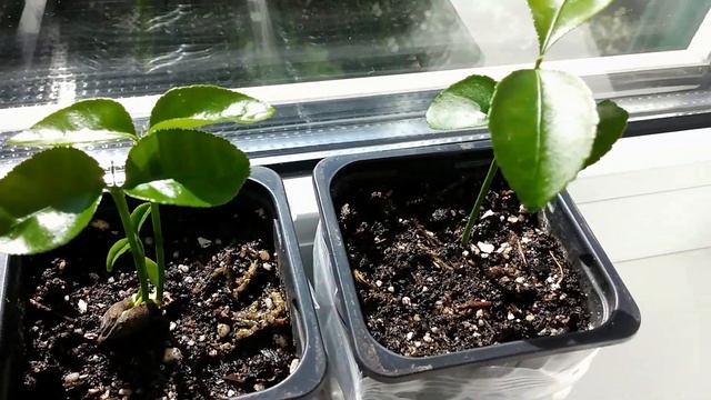 Как вырастить Грейпфрут из косточки дома (часть 2) смотреть онлайн