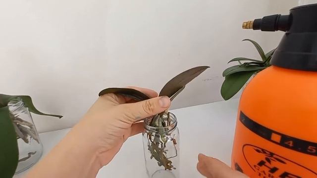 Поливаю (не цветущие) орхидеи с удобрением?Как ускорить процесс. смотреть онлайн