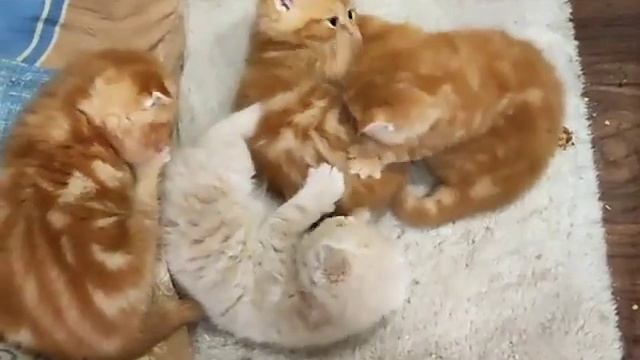 Рыжие шотландские котята смотреть онлайн