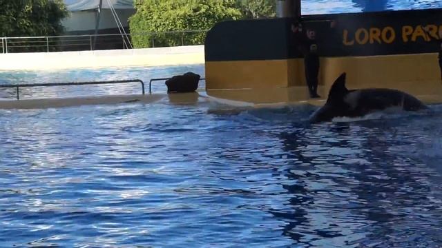 Лоро парк ) смотреть онлайн