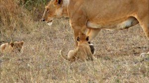 Выживание в дикой природе - Часть 2. Лев - король саванны - Документальный фильм
