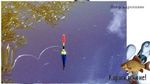 Ловите карася именно в таких местах в июне! Как ловить карася в июне на удочку с берега?