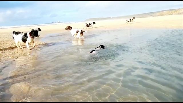 Bluebell Springers dip in the sea. Cornwall Beach walk смотреть онлайн