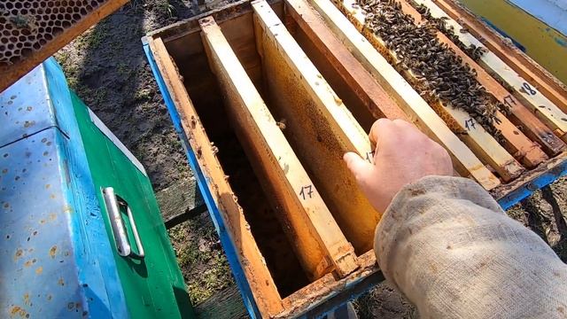 СЛАБЫЕ СЕМЬИ ПЧЁЛ ВЕСНОЙ, ЧТО ДЕЛАТЬ ( 1 часть ) ПЕРВЫЕ ВЕСЕННИЕ РАБОТЫ С ПЧЁЛАМИ! смотреть онлайн