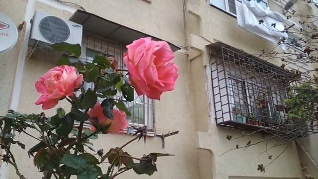 Сочи. Апрель в цветах. смотреть онлайн