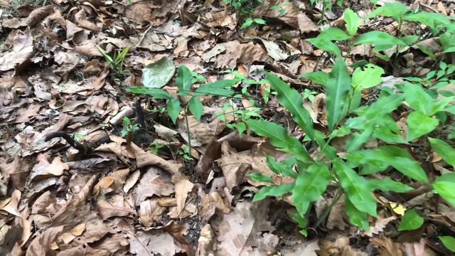 Plant Profile: Green Dragon (Arisaema Dracontium) смотреть онлайн