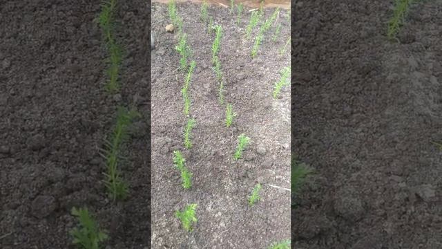 Посадка саженцев туи колумна. смотреть онлайн