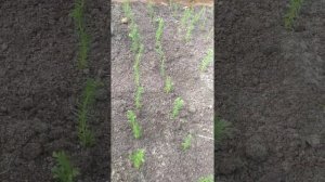 Посадка саженцев туи колумна.