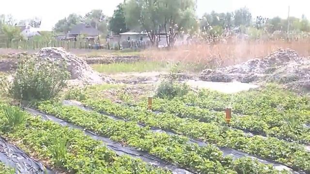 Полив клубники из пластиковых бутылок своими руками. Strawberry watering from plastic bottles. смотреть онлайн