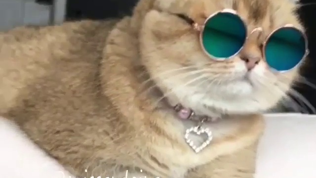 Кот в очках смотреть онлайн