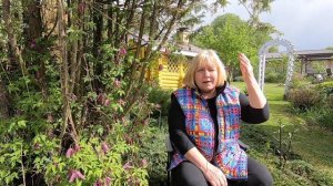 Княжик. Идеальная лиана для затененных мест и начинающих цветоводов. Отличия от обычных клематисов.