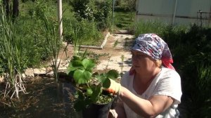 Как украсить дачный или деревенский участок