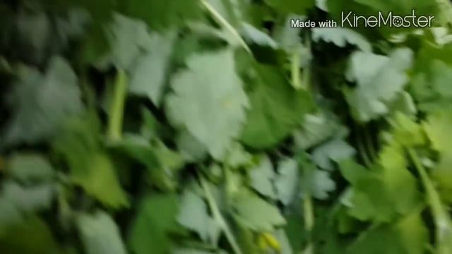 Заготовка чистотілу смотреть онлайн