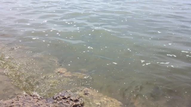 Где купаться в Ростовской области (Приморский Пляж Таганрог) смотреть онлайн