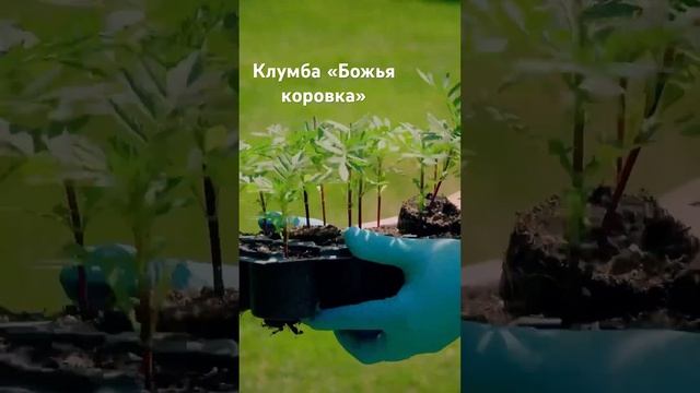 Клумба из бархатцев «Божья коровка» ?? Наши бархатцы ОЧАРОВАТЕЛЬНАЯ ХИЛЬДА и БОЛЕРО #сад #дача смотреть онлайн