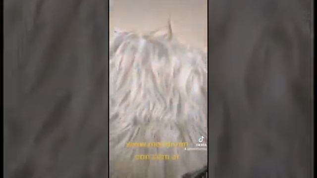 máscara tango original смотреть онлайн
