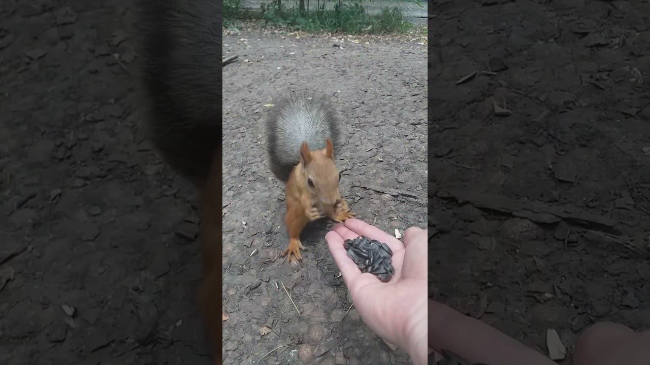 КОРМЛЮ БЕЛКУ В РОЩЕ РОСТОВА НА ДОНУ #shorts смотреть онлайн