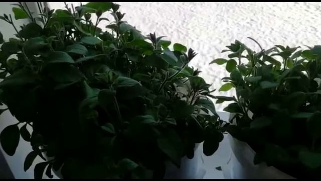 Рассадка Петуньи смотреть онлайн