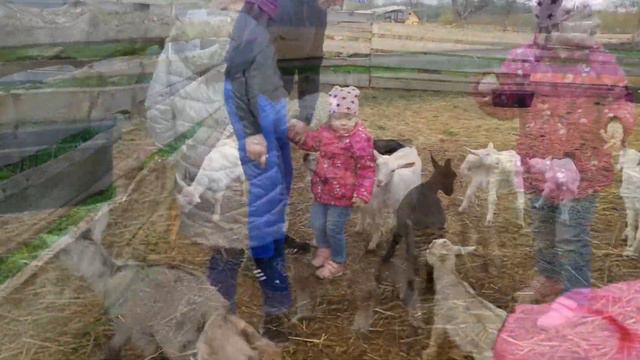 Гори-гори ясно.