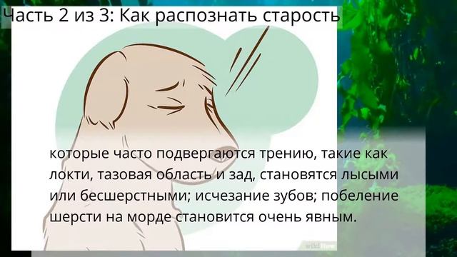 Как узнать, что собака умирает - Скоро ваш друг вас покинет смотреть онлайн