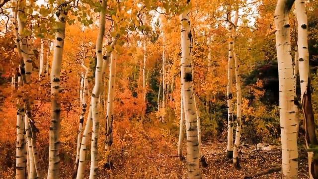 Soothing Harmony: 174 Hz Healing Frequency with Flute & Birds Sounds for Relaxation смотреть онлайн