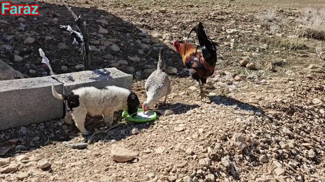 Construction Of Nomadic Yard With Wood