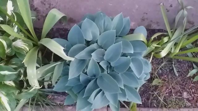 #хосты в моем дворе...конец мая...#garden #цветник смотреть онлайн