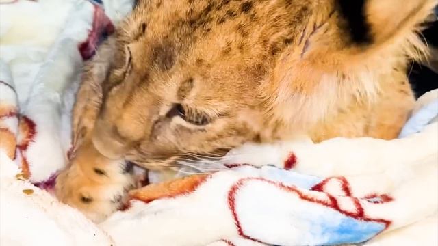 Новому львёнку СТАНОВИТСЯ ХУЖЕ! Если не станет лучше, ЗАВТРА ЕДЕМ ПРОМЫВАТЬСЯ! (( смотреть онлайн