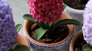 Гиацинт дома? Легко!!!