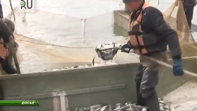 Москва хочет оставить Зауралье без рыбы смотреть онлайн
