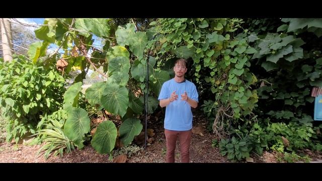 GROW your own COFFEE plant - Free Coffee Everyday смотреть онлайн