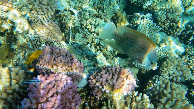 Бухта Макади. В поисках черепахи. смотреть онлайн
