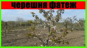 черешня фатеж || черешня Фатеж обзор || cerasus avium fatezh