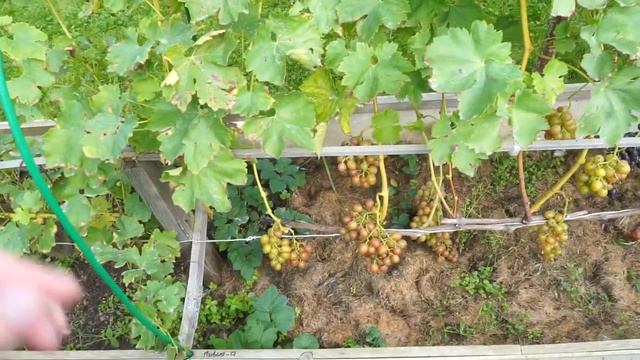 Виноград Подмосковья, Гармония, Ливия смотреть онлайн