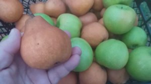 Дегустация перспективных сортов. Яблоня Траши-7. Груша Юта. Вкусовые качества сортов в конце ноября