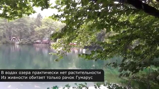 Черное море. Морские обитатели. смотреть онлайн