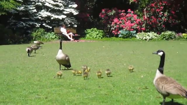 Reading in the Garden / קריאה בגן смотреть онлайн
