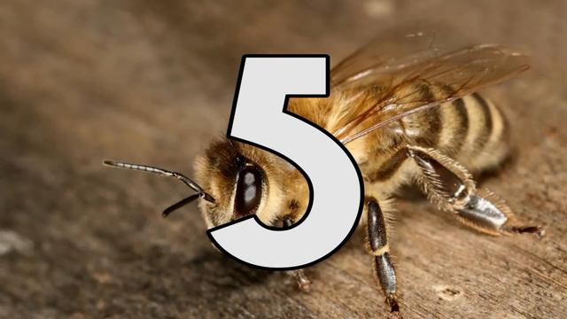 Топ 10 самых больных укусов насекомых смотреть онлайн